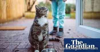 Sainsbury’s failed to warn cat owners of toxic food recall due to email issues - The Guardian