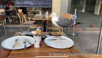 Watch cheeky seagull scavenge food off Pizza Express table | Worcester News - Worcester News