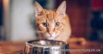 Which? issues urgent cat food recall warning over potentially fatal illness fears - Herts Live
