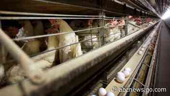 With chicken prices soaring, Sanderson Farms sold for $4.5B