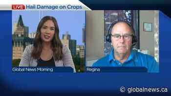Fewer, but more severe storms hurt crops in Saskatchewan