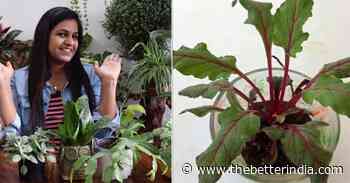 How to Grow Beetroots in Pots at Home: Gardener Shows in 10 Simple Steps - The Better India
