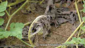 Master Gardener: Downey Mildew is hitting New York gardens - The Daily News Online