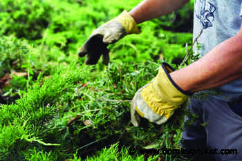 Master Gardener Program accepting applications - Dominion Post - The Dominion Post