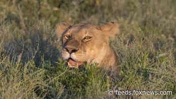 Lions kill 3 children in African conservation area