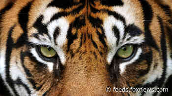Safari park worker in Chile dies in tiger attack