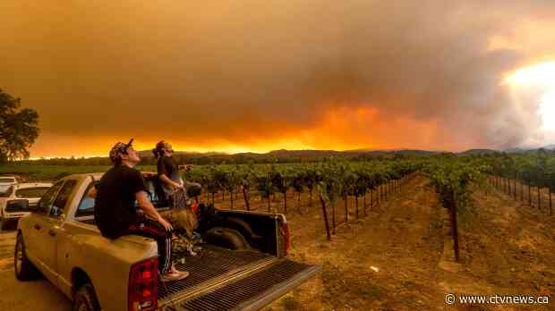 Smoke from B.C. wildfires is tainting the province's wine industry