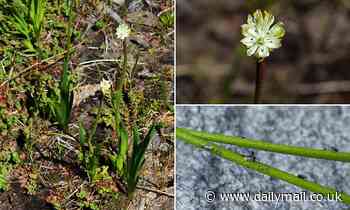 Pretty white flower first described in 1879 is a secret KILLER