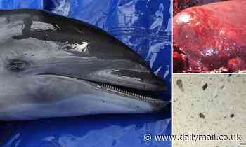 Deadly virus detected in Hawaii's dolphins could lead to a worldwide outbreak