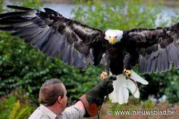 Nog steeds geen spoor van ontsnapte zeearend