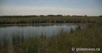 Thirsty? How floating islands could turn retention ponds into potable water