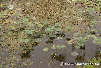 Nog even geduld en de honderden Heilige Lotusbloemen ploppen open