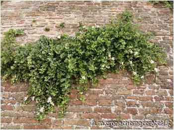 Il cappero di Dolores Prato è tornato più rigoglioso di prima - Cronache Maceratesi