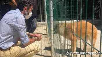 Canile abusivo, Prato ospita una decina di animali - LA NAZIONE