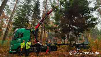 Stadt Guben sucht Weihnachtsbaum - kostenlose Fällung und Abholung zugesichert - rbb24