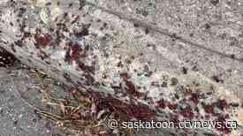 Maple bugs might be 'stinky' but they won’t hurt your trees, Saskatoon expert says