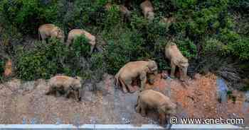 Traveling wild elephant herd in China forces 150,000 people to evacuate     - CNET