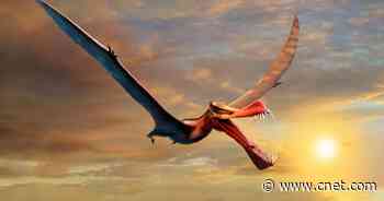 'Fearsome dragon' skull reveals beast that terrorized Australia's skies     - CNET