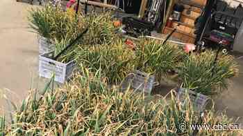 Bulb bandits: Massive Alberta garlic heist likely destined to become a stolen seed crop