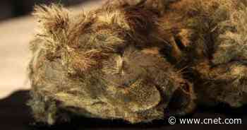 Lion from 28,000 years ago found frozen with whiskers and fur intact     - CNET