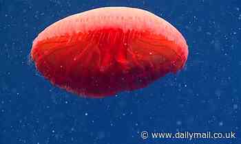 Unknown  jellyfish with red disk-shaped body spotted for first time