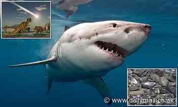 Asteroid that wiped out the dinosaurs 66 million years ago left sharks unscathed