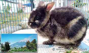 World's rarest rabbit rescued by Indonesian authorities after it was spotted on Facebook