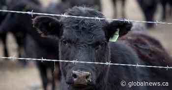 $119M pledged by Saskatchewan government to help drought-affected livestock producers