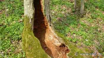 Auwald bei Senden-Ay: Naturschutz und Artenvielfalt: 20 Hektar der Natur überlassen - SWP