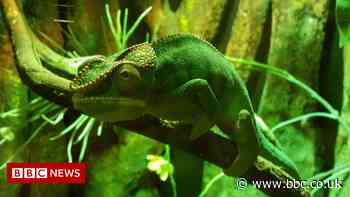 Chameleon-like camouflage made for soft robot
