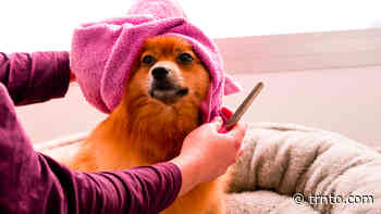 These luxury dog spas in Toronto will give your pet a facial, massage and more - Post City