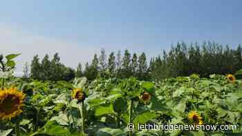 Lethbridge Corn Maze open for season, boasts new one-acre sunflower field - Lethbridge News Now