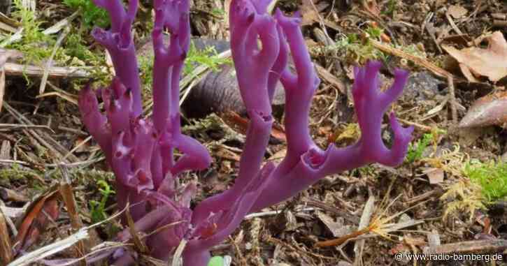 Blauviolette Korallen-Ärmchen: Neuer Pilz im Böhmerwald