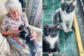 'Sense of calm' as Surrey care home adopts kittens