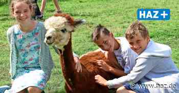 Hemmingen: Ferienpass auf Alpakahof in Harkenbleck - Hannoversche Allgemeine