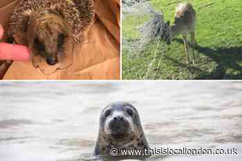 RSPCA issue urgent warning over animal safety fears this summer