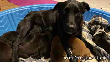 Mama dog at Minnesota animal rescue 'adopts' orphaned puppies