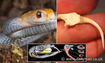 Grooves in snake fangs evolved to carry venom, study says