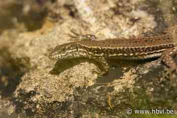 Limburgs Landschap: Levendbarende hagedis (Beringen) - Het Belang van Limburg Mobile - Het Belang van Limburg