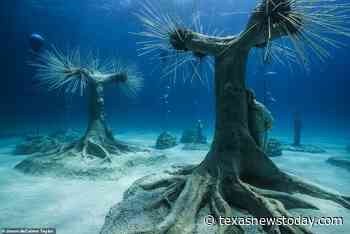 Jason deCaires Taylor creates an incredible underwater "forest" 200 meters from the Ayia Napa coast - Texasnewstoday.com