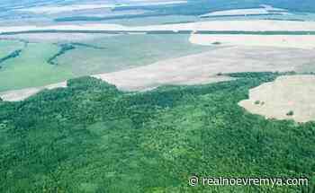 Observations of forest in Tatarstan from space reduced by half - Realnoe vremya