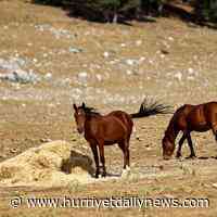 district,southern,animals,antalya,ibradi,forest,after,over,last,left,have,and,for,the - Hurriyet Daily News