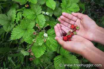 Plant These Fruiting Ground Covers in Your Forest Garden - Treehugger