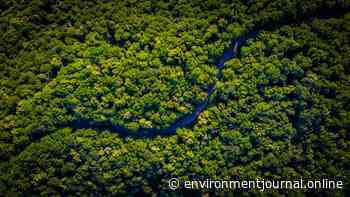Forest recovery is failing to offset deforestation - Environment Journal