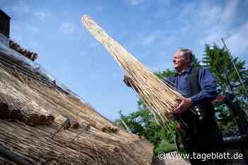 Warum die alte Technik der Reetdächer im Trend liegt - Landkreis Stade - Tageblatt-online