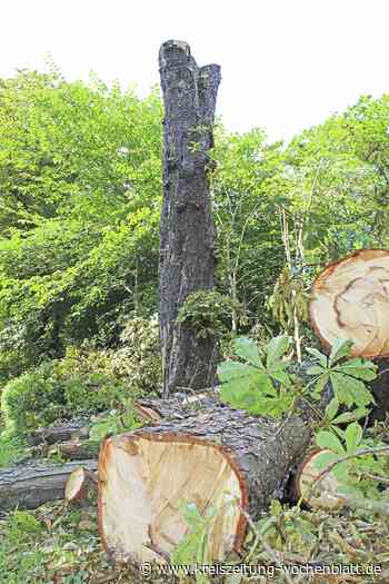 Der Tod eines Baumriesen: Stade: Stattliche Kastanie fällt Viren und Pilzen zum Opfer - Stade - Kreiszeitung Wochenblatt