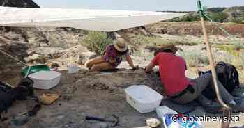 Alberta archaeology students need help getting dinosaur bones from remote location