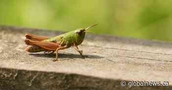 Booming grasshopper populations destroying already beleaguered Prairie crops