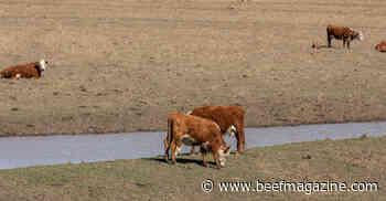 Drought: Producers may need to adjust cattle diets as pastures deplete