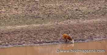 Targeted cattle grazing: The answer to limiting wildfire damage?